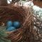 Creating habitats for birds, insects, and other wildlife