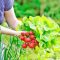 Grow Your Own Food