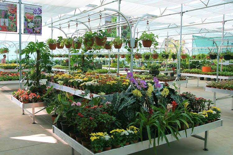 Jagtap-Nursery-Garden_01