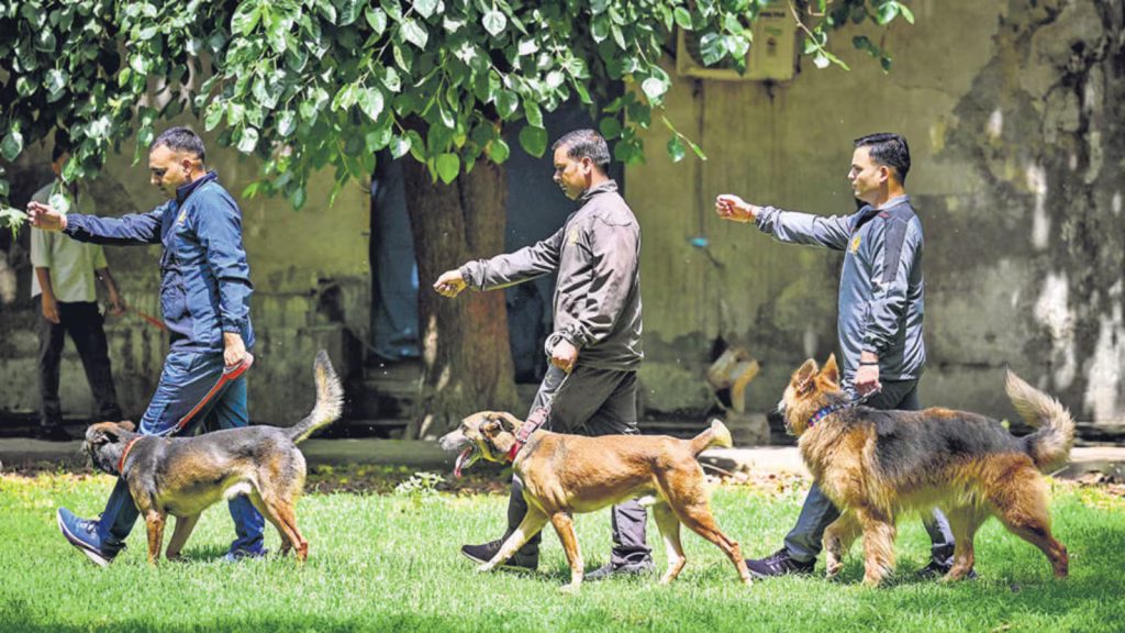 Dog Squad 2