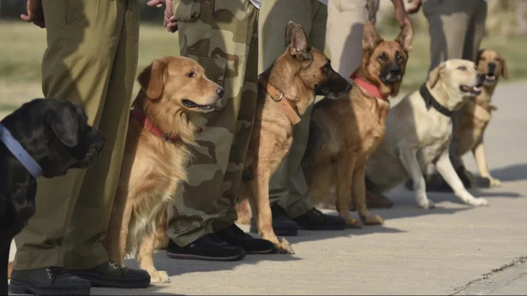 Dog Squad 3