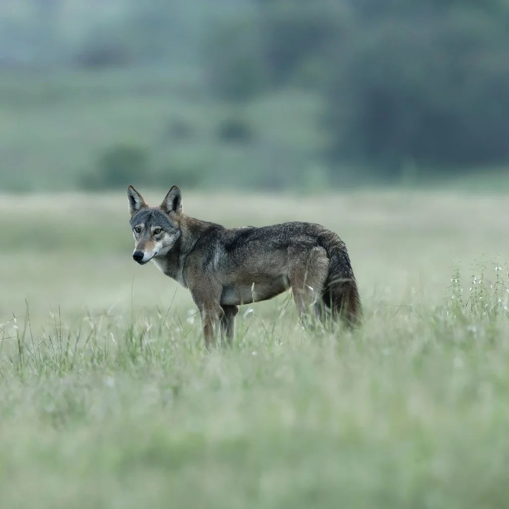 Grassland Safari 1