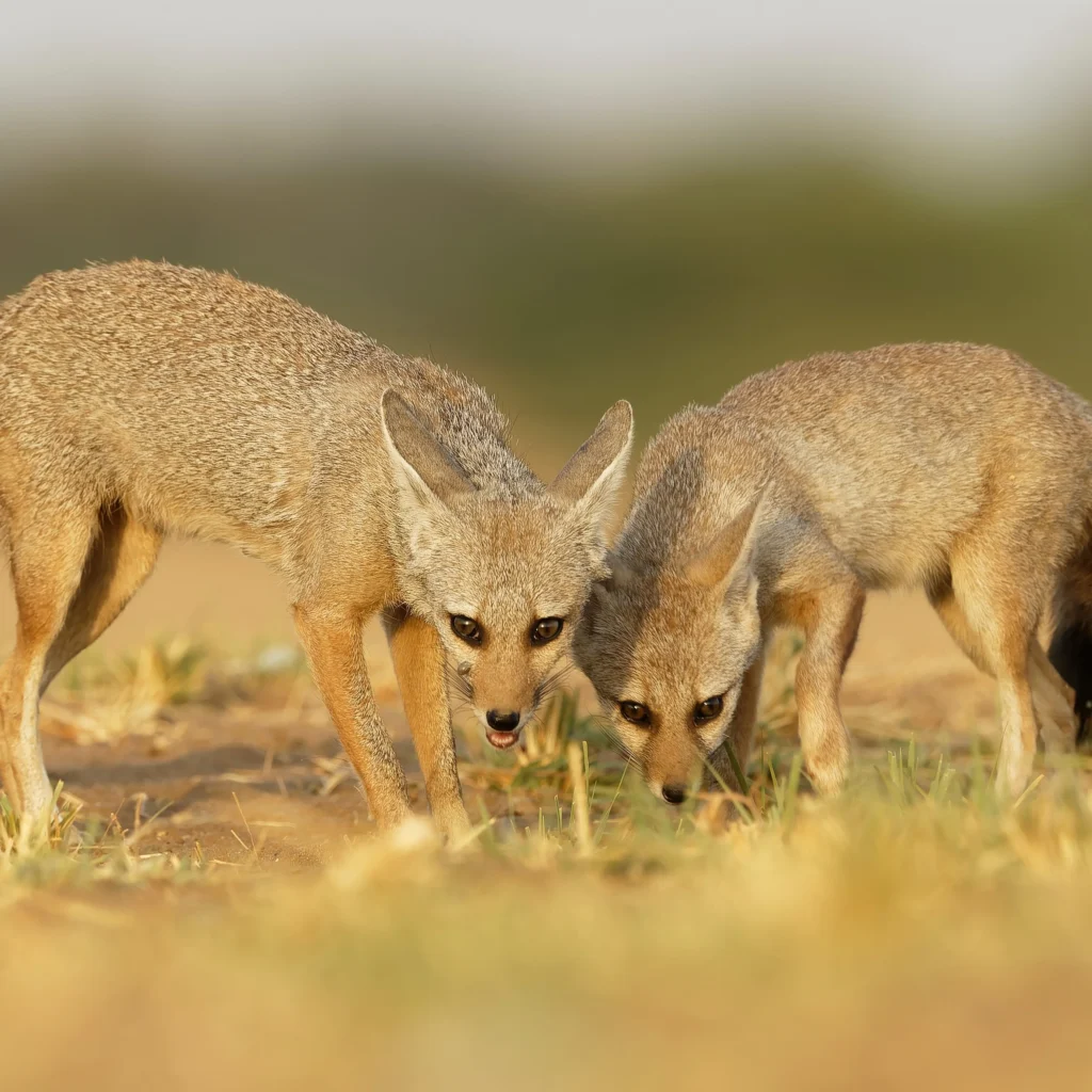 Grassland Safari