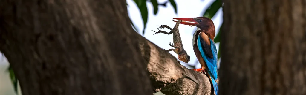 Jungle-Belles-Website-Banner-1