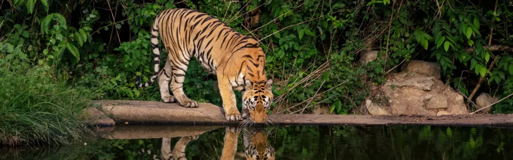 Jungle-Belles-Website-Banner