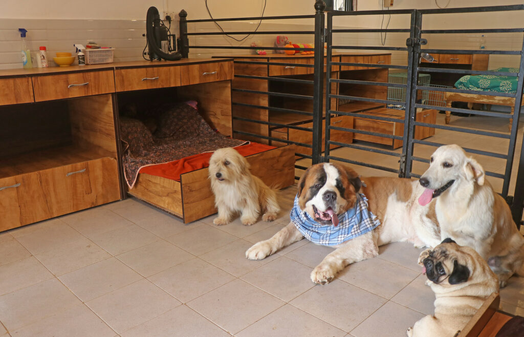 Pet Park 1