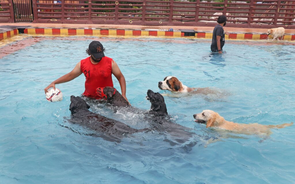 Pet Park 2