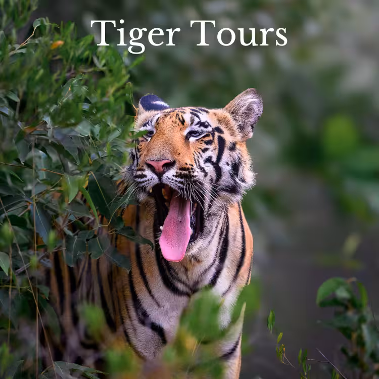 tiger-safari-india-tour.avif